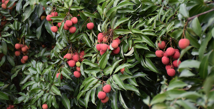 행진중국| 천년의 려지향 풍기고 수확의 달콤함 맛보다