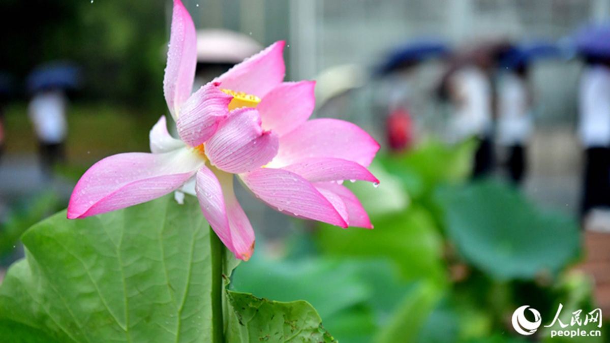 행진중국| 만발한 500여종의 련꽃, 수채화를 방불케 해