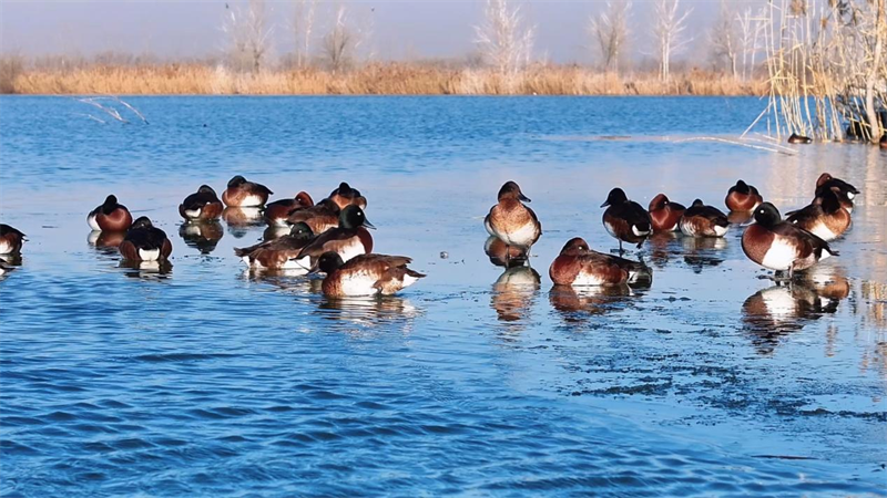 국가 1급 야생보호동물인 청두잠오리가 동평호에 서식하고 있다(리옥건 촬영).&nbsp;