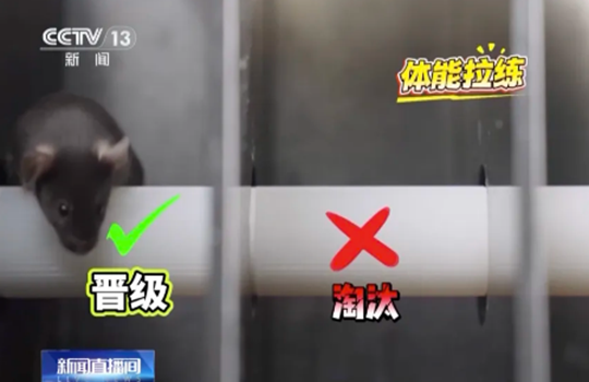 쥐‘우주비행사’ 4마리 곧 우주로, ‘지옥’훈련 모습 공개