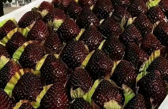 검정딸기 인기! 일반딸기보다 다른점은?