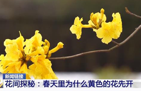 봄에는 왜 노란꽃들이 먼저 피여날가?