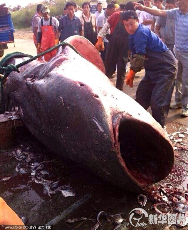 산동 일조시 두마리 상어 포획,그중 한마리 토막으로 판매