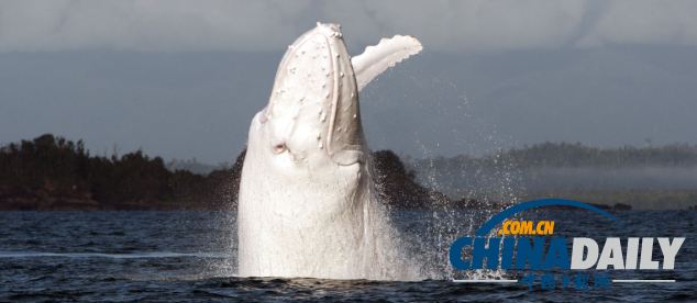 보기드문 흰색 좌두경(座头鲸) 오스트랄리아 해변에 나타나