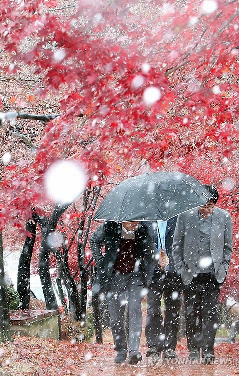 한국 여러 지방 큰 눈 내려, 붉은 비단에 흰눈 아름다워