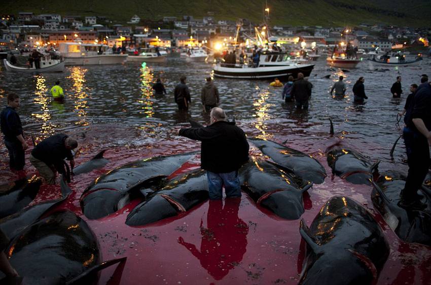 단마르크서 피로 물든 고래사냥 축제 거행