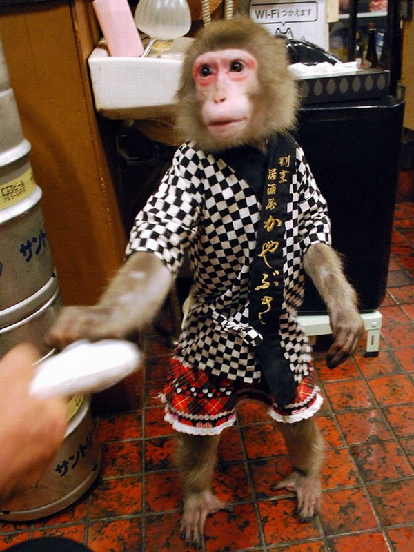 일본술집에서 복무원으로 일하는 원숭이 인기