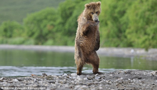 흥에 겨워 “강남스타일” 추는 로씨야 갈색곰
