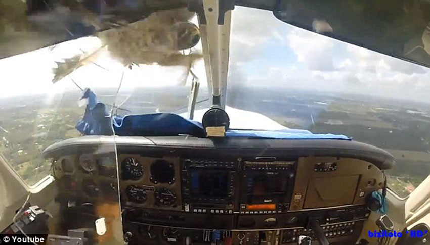 미국 한 비행기 비행중 새와 부딪혀, 비행원 경상 안전 착륙