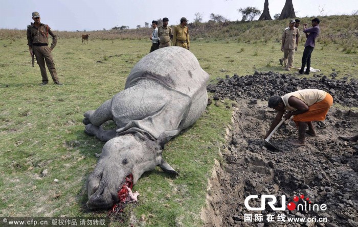 인도 보호구내에서 코뿔소 사냥하던 밀렵군 사살당해