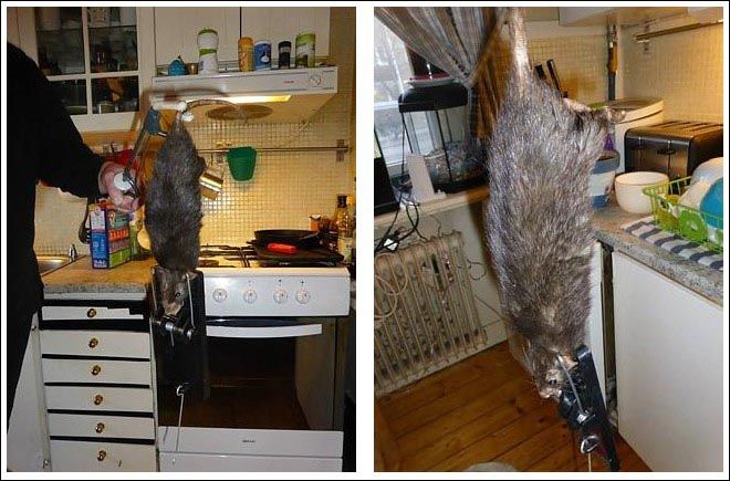 가정집 식기세탁기에 숨어 있던 1메터 거대쥐 경악!