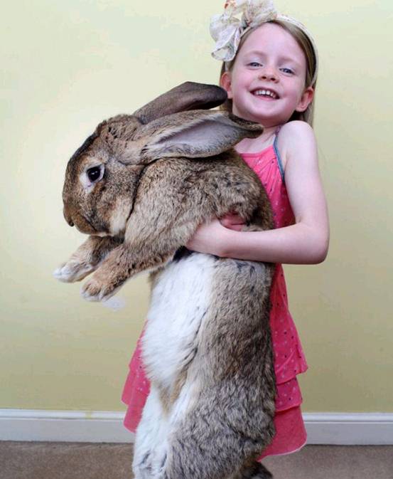 세상에서 제일 큰 토끼 체중 22.5kg