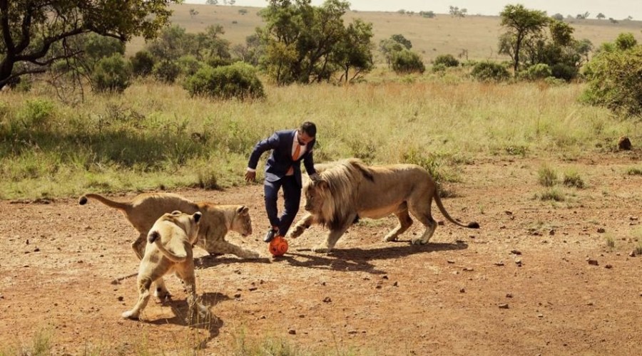 남아공 동물원 관리원, 사자와 함께 축구놀이