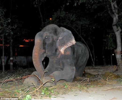 50년 학대받던 코끼리 쇠사슬 풀자 '눈물 뚝뚝'
