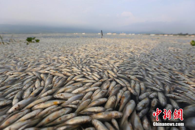 메히꼬 한 꼬수 근 50톤 물고기 갑자기 집단 사망