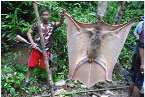 열대우림에서 잡은 대형박쥐 “론란”