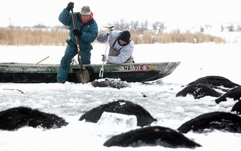 미국, 백여마리 젖소 결빙 저수지에 잘못 들어가 익사
