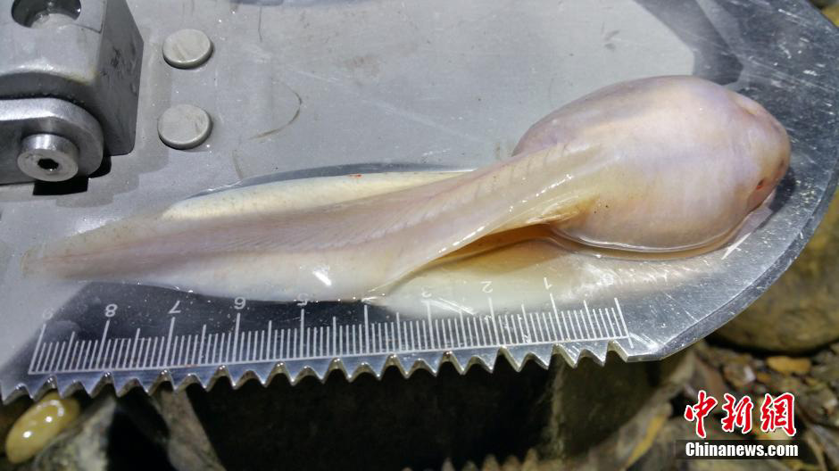 귀주 준의 동굴에서 14센치메터 초대형 올챙이 발견 