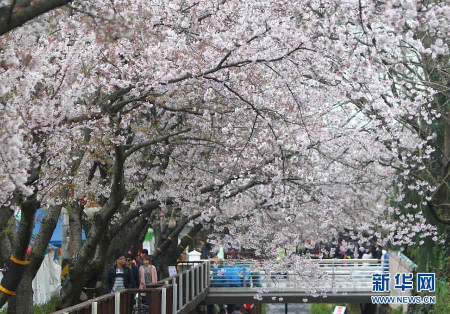 4월 7일, 려행객들이 한국 창원시 진해구 여좌천다리옆에서 산책하고있다.