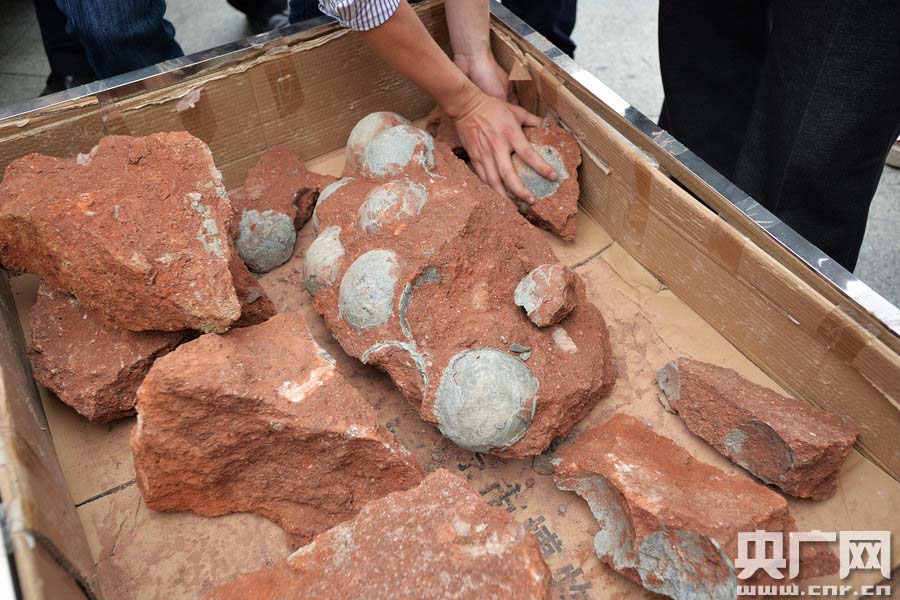 광동 하원, 번화가에서 43개의 공룡알화석 발견
