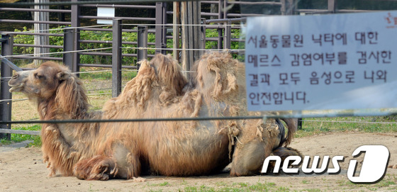 MERS바이러스 검사에 통과한 서울동물원 락타 “웃음꽃이 피여”