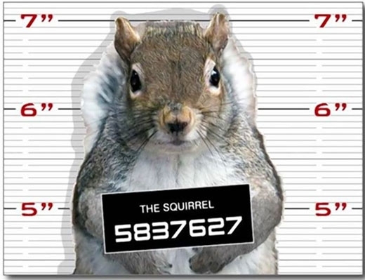 미국경찰에 수배된 억울한 다람쥐 