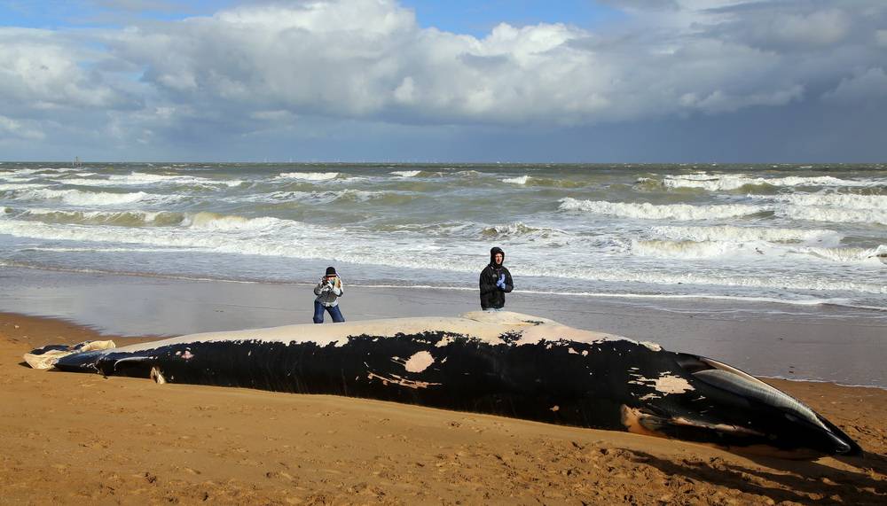 영국 해변가에서 11메터 길이의 고래시체 발견