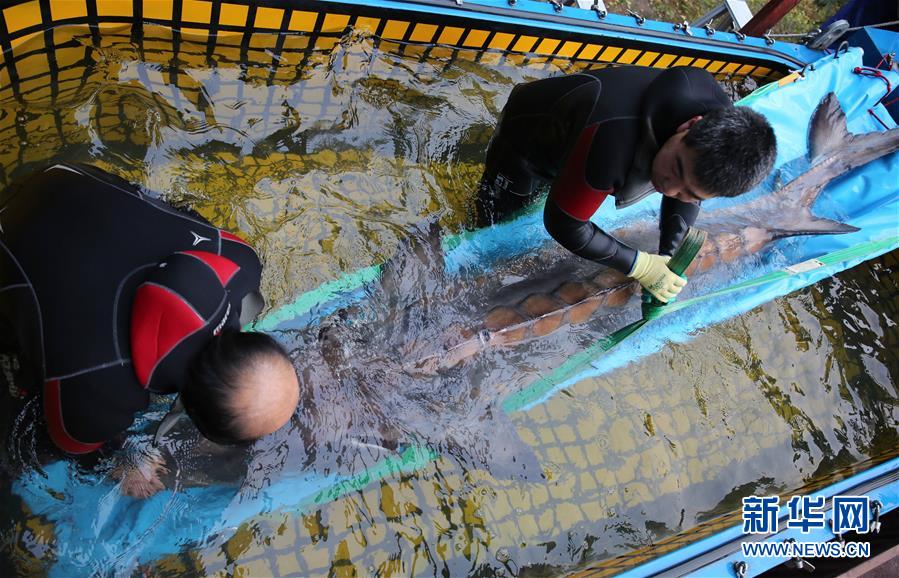 20년만에 발견한 최대 몸체 야생중화철갑상어 북경에서 “료양”