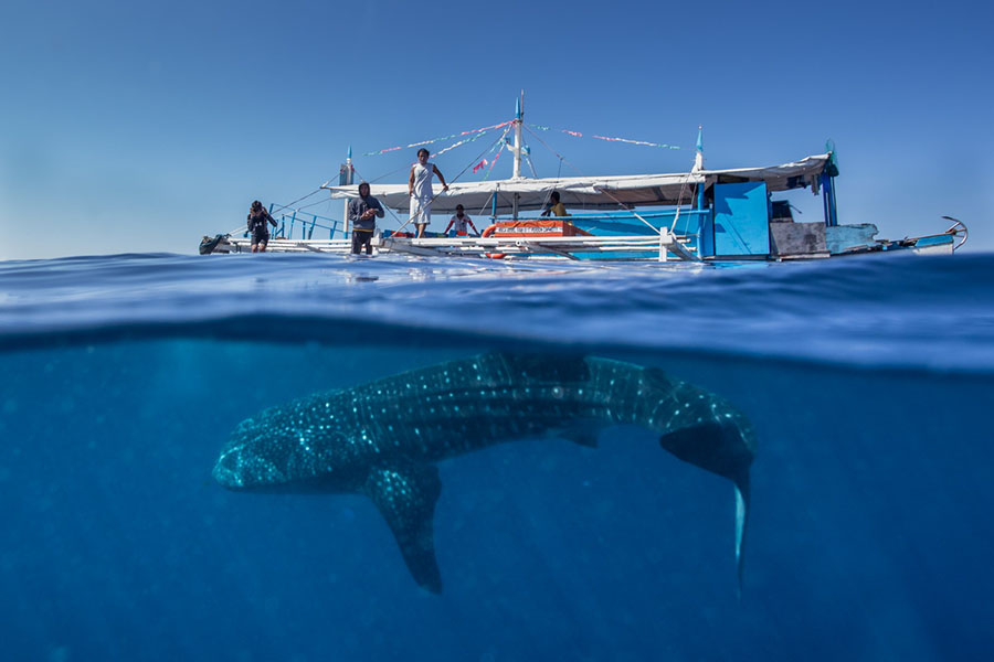 필리핀 거대 고래상어, 유람선밑에서 장난쳐 