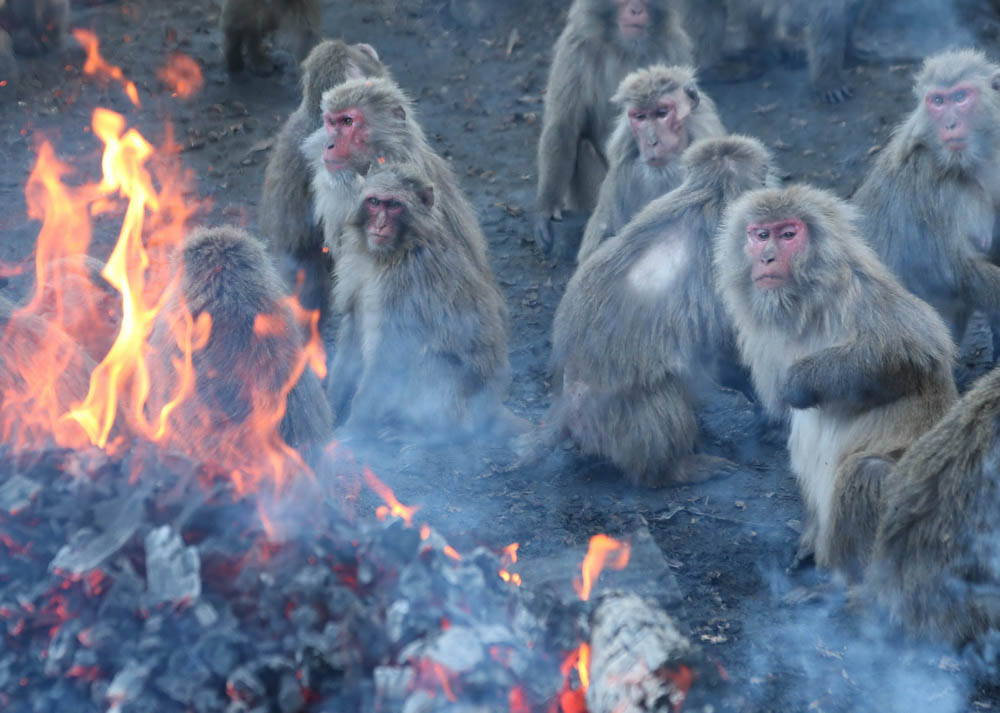 일본원숭이들, 유유자적 모닥불 쪼여