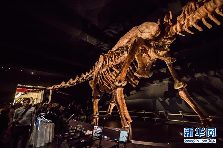 거형의 '타이탄거룡' 골격 뉴욕 자연력사박물관에 선보여