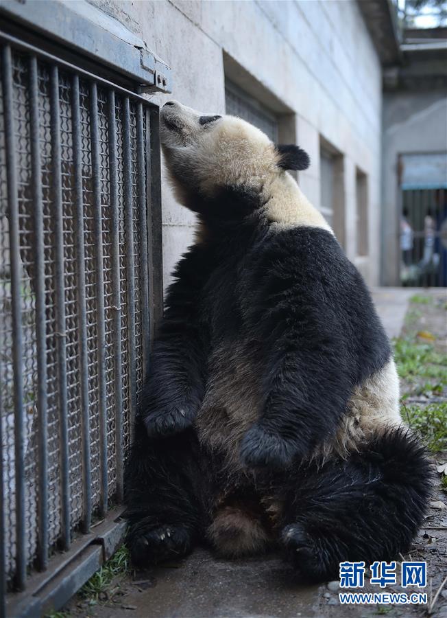 중국참대곰보호연구중심, 올해 26마리 암컷 참대곰 교배 계획중