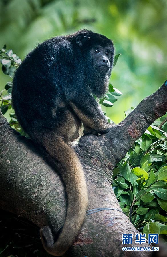 남아메리카 귀여운 원숭이들 광주 장룡에 모습 드러내
