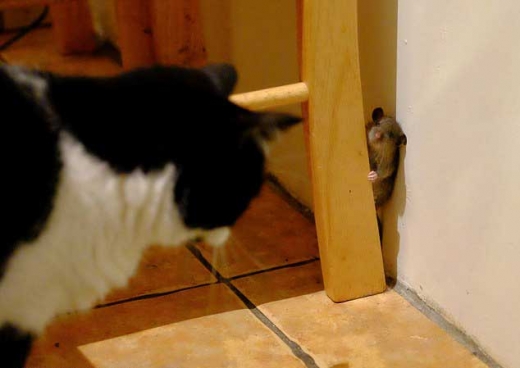실사판 “톰과 제리”고양이에게 쫓기는 생쥐 포착