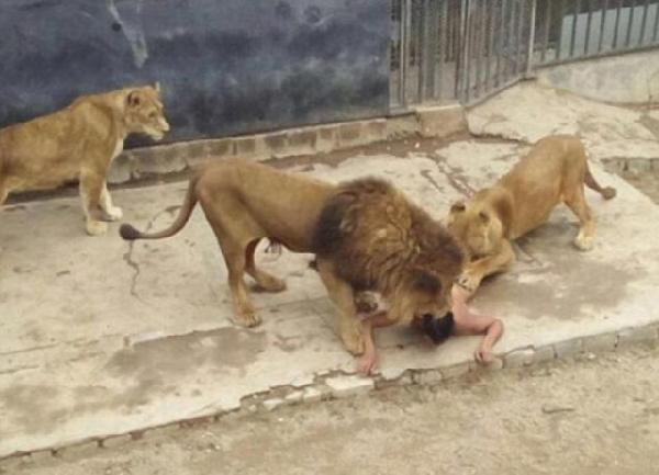 칠레 한 남자 동물원에서 자살소동, 애꿎은 사자 두마리만 목숨 잃어