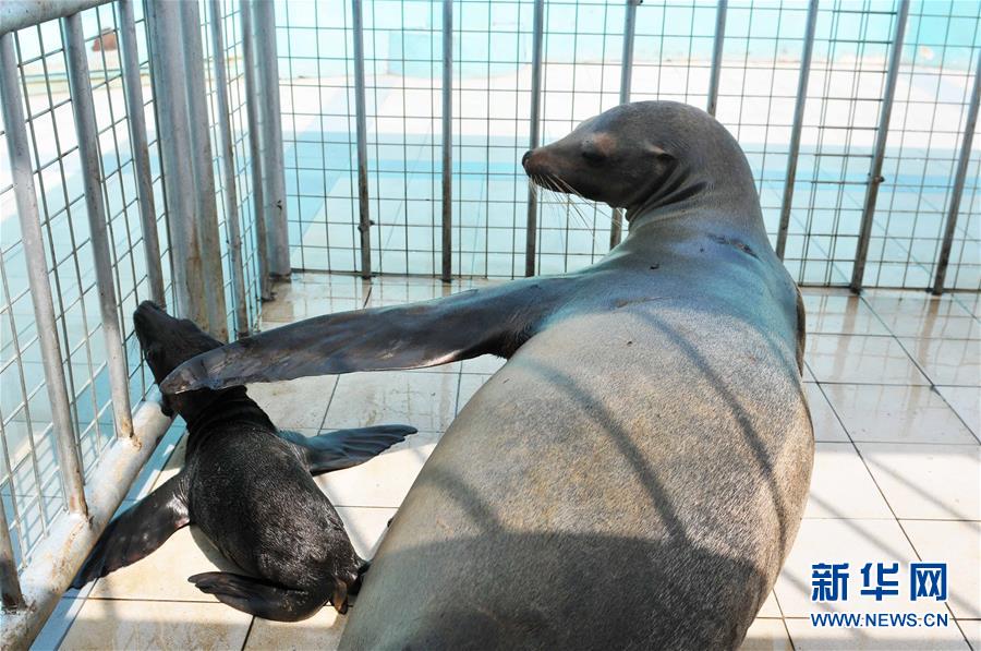 할빈극지관, 캘리포니아 바다사자 아기 출산
