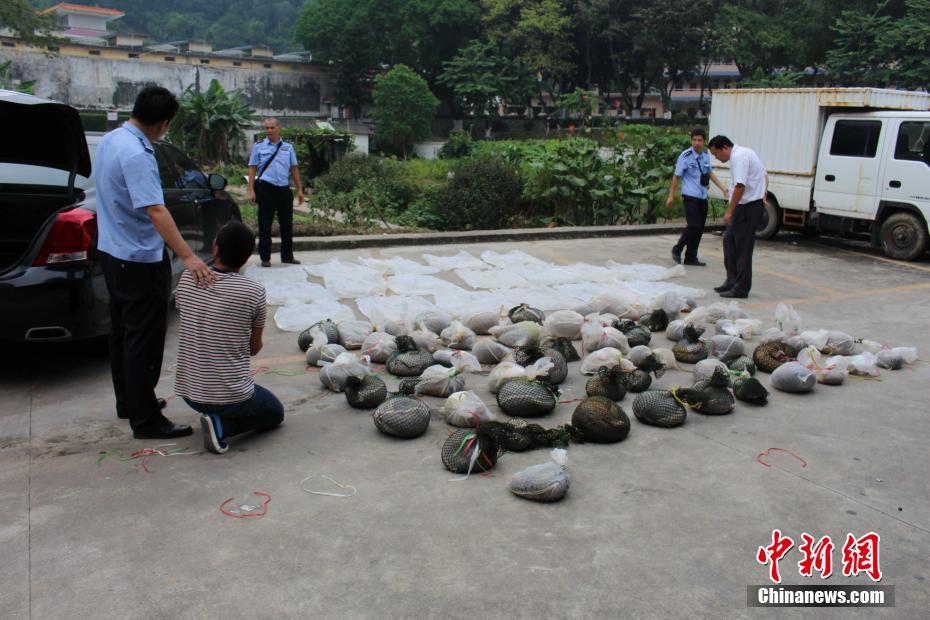 광동, 불법운수 살아있는 천산갑 61마리 몰수