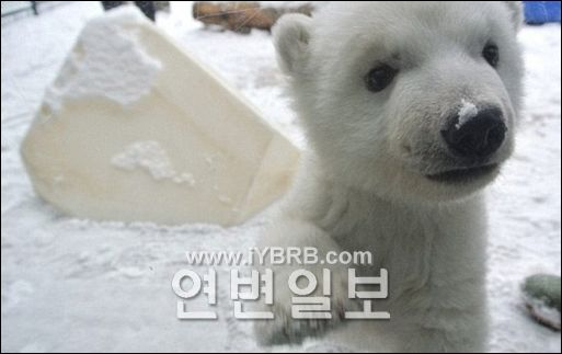 '새하얀 눈' 처음 본 북극곰