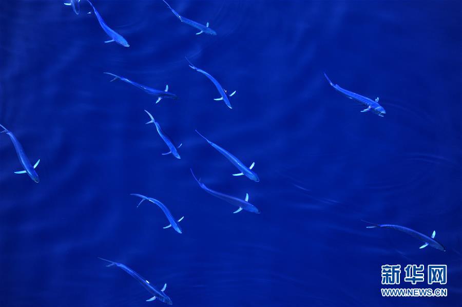 푸른 바다에서 노니는 '만새기'-남해의 봄 스케치