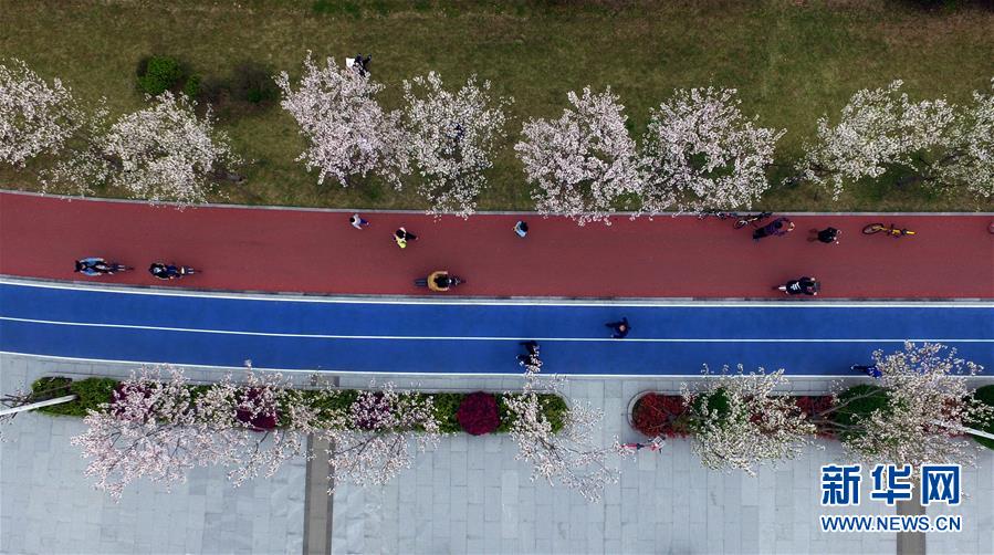 1800그루 벚꽃, 항주 전당강판 '제일 아름다운 거리'에 만발
