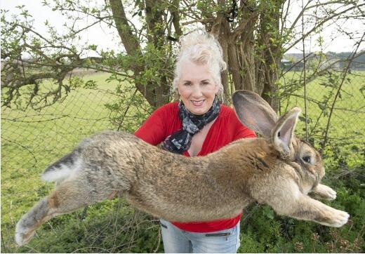 세계에서 가장 큰 토끼, 유나이티드 항공 비행중 사망