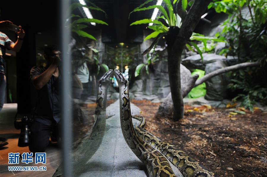 싱가포르동물원 파충류전시구 재개방