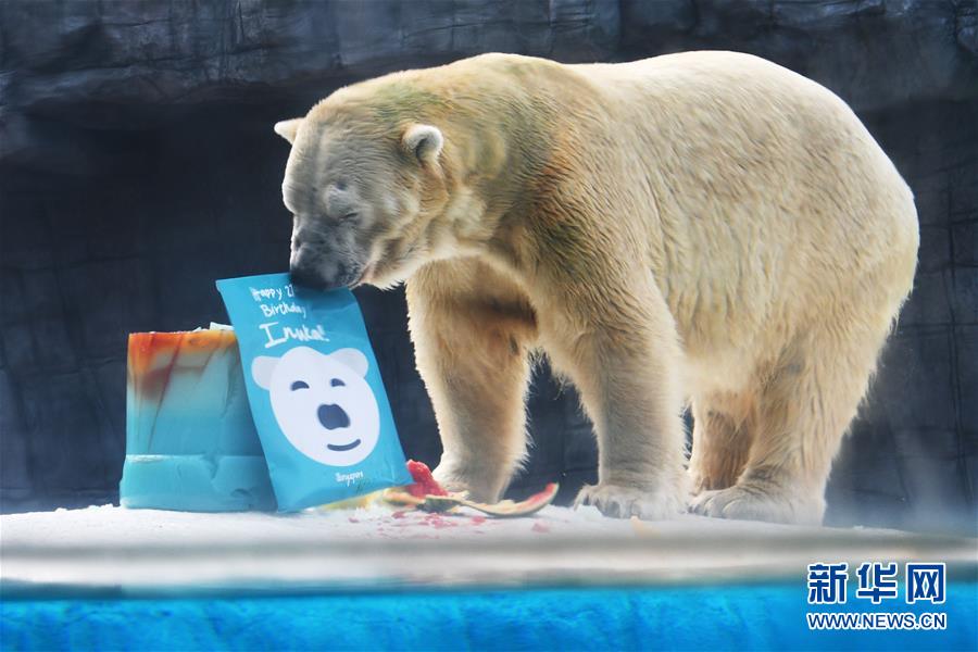 싱가포르동물원 북극곰 이누카의 생일파티 진행