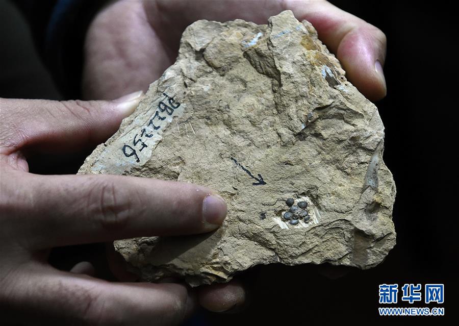 1.74억년 동안 핀 ‘남경화’ —과학자, 세계에서 가장 오래된 꽃화석 발견