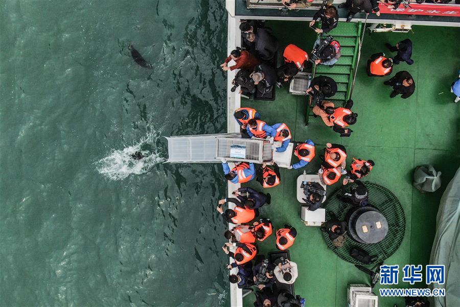 대련: 24마리 점박이물범 바다로 돌려보내 