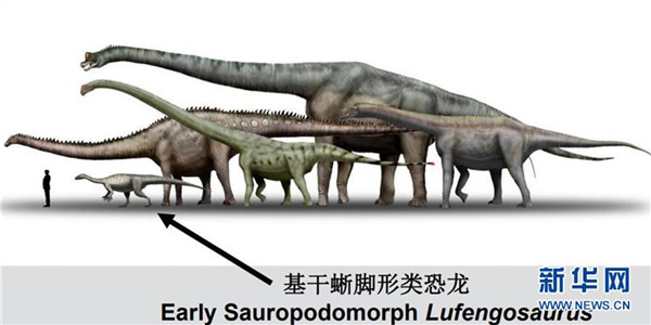 길림대학, 쥐라기초기 공룡 치아진화연구서 새로운 발견 취득