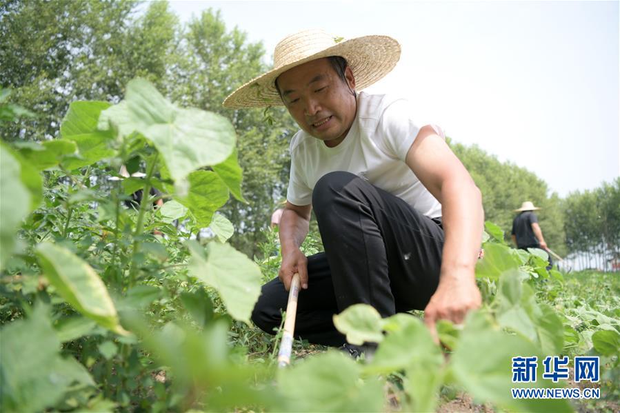 흑룡강 조동: 농업생태관광원, 빈곤탈출 수입증가에 조력