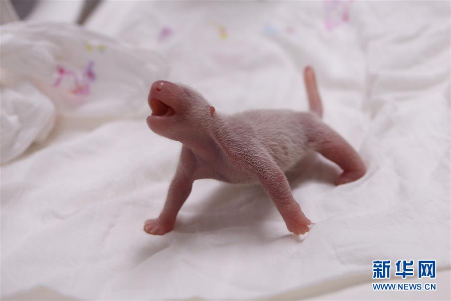 한국 려행중인 참대곰, 순리롭게 암컷아기 출산