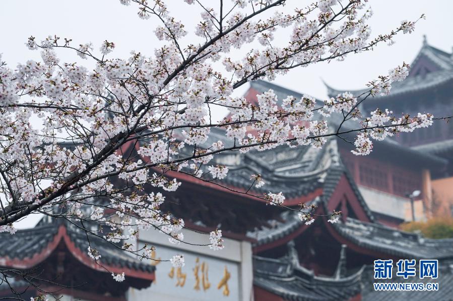 남경: 봄날의 벚꽃 풍경